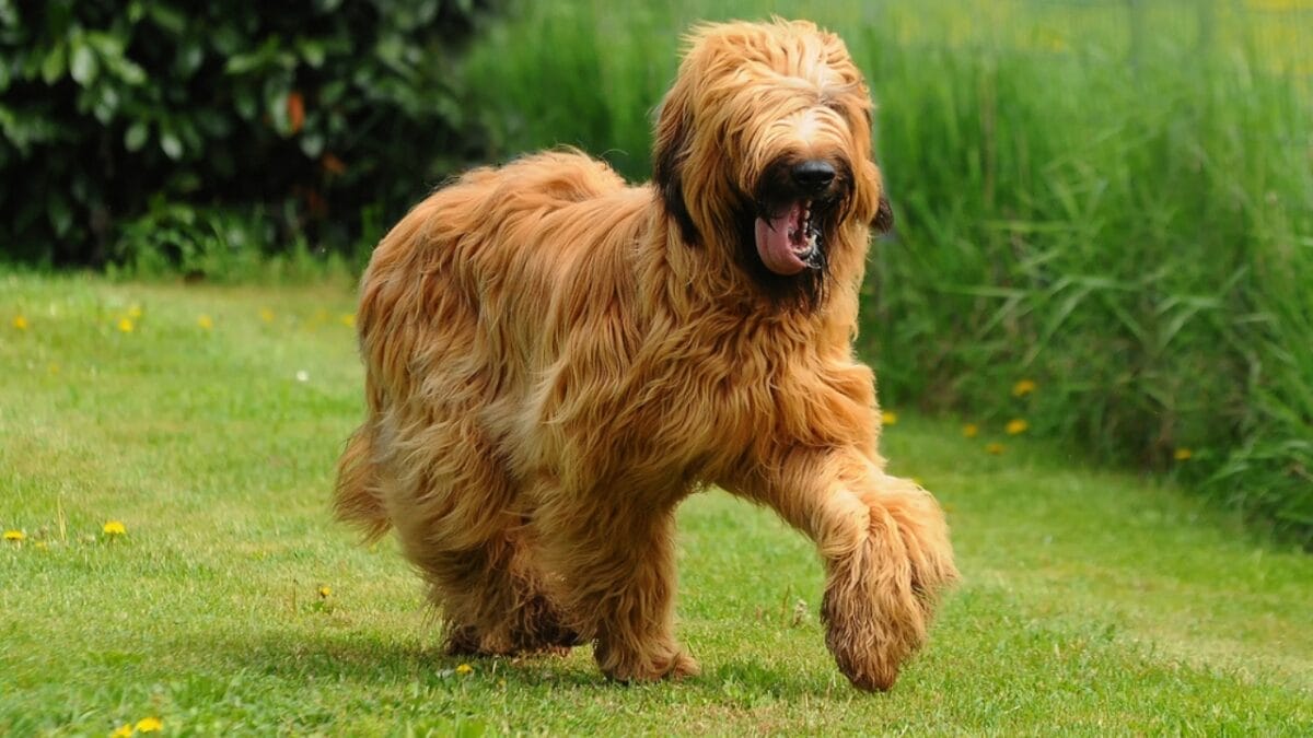 The French Army's Briard Dog: 10 Reasons to Love This Shaggy Herding Companion 5 The French Army's Briard Dog: 10 Reasons to Love This Shaggy Herding Companion - briard dog walking grass ss616762067