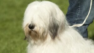 The French Army's Briard Dog: 10 Reasons to Love This Shaggy Herding Companion 1 The French Army's Briard Dog: 10 Reasons to Love This Shaggy Herding Companion - briard dog white closeup ss161557631