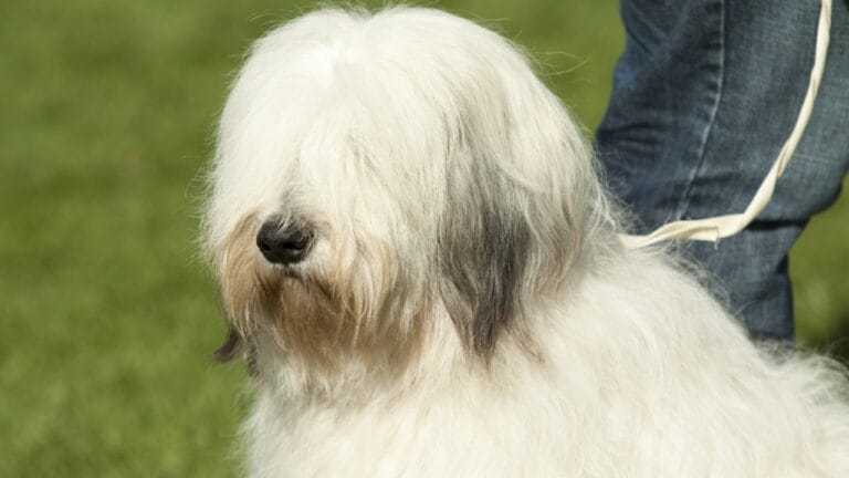 The French Army's Briard Dog: 10 Reasons to Love This Shaggy Herding Companion 2 The French Army's Briard Dog: 10 Reasons to Love This Shaggy Herding Companion - briard dog white closeup ss161557631