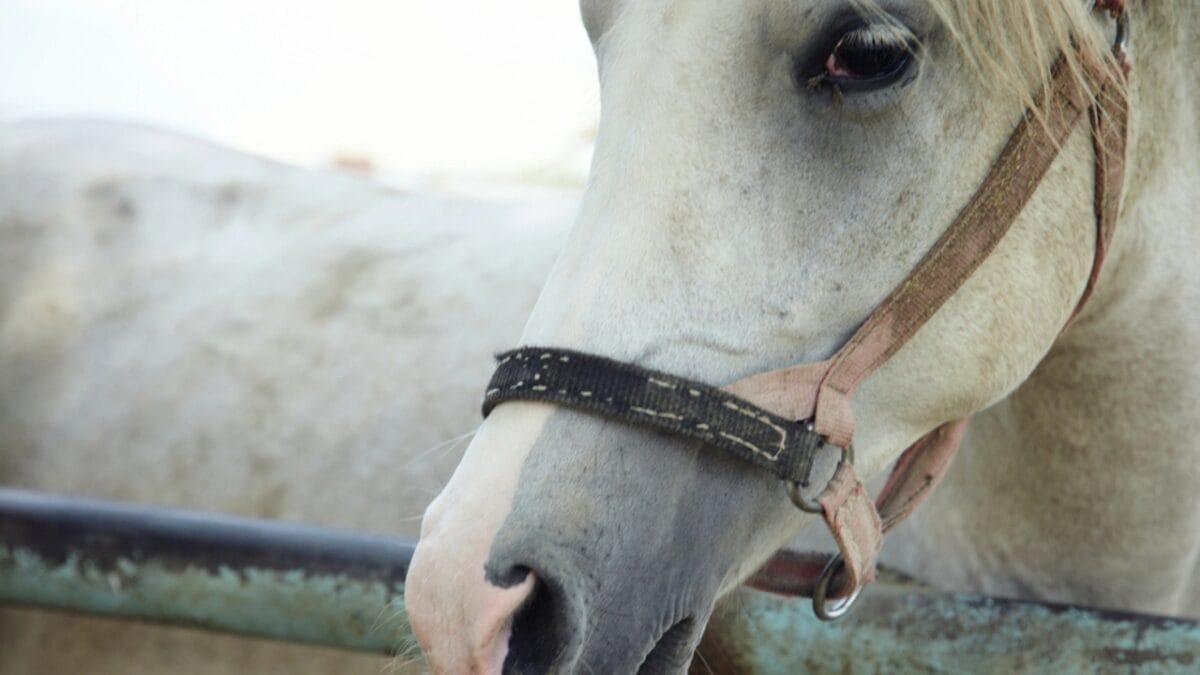 A Closer Look at Horse Colors: From Uncommon Shades to Everyday Favorites - brindle horse dp4190283