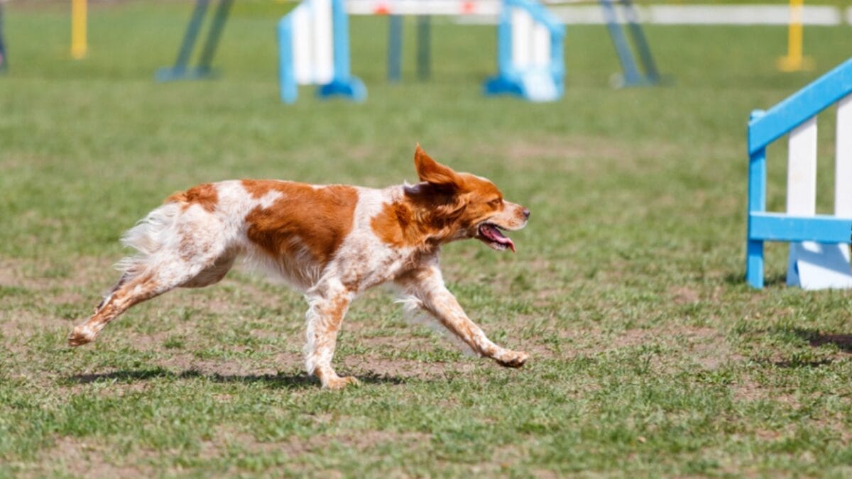 10 Ways to Train & Bond with Your Brittany Dog 6 10 Ways to Train & Bond with Your Brittany Dog - britanny dog agility ss1369587374