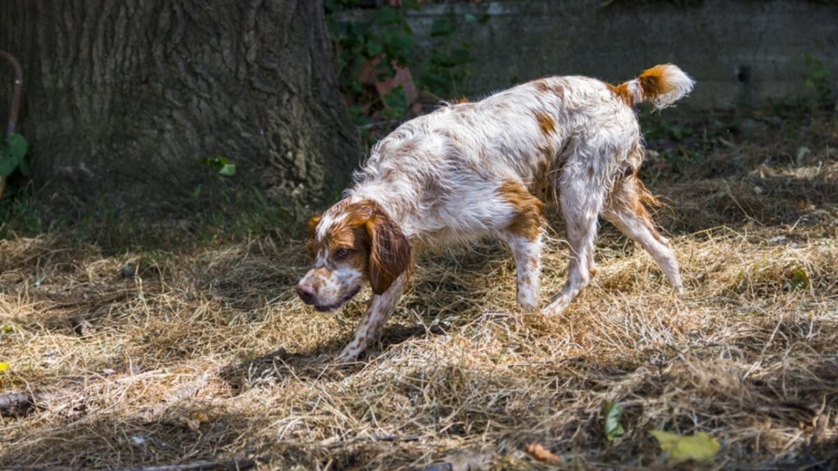 15 Best Bird Dog Breeds for the Avid Hunter 4 15 Best Bird Dog Breeds for the Avid Hunter - britanny dog finding ss685027048
