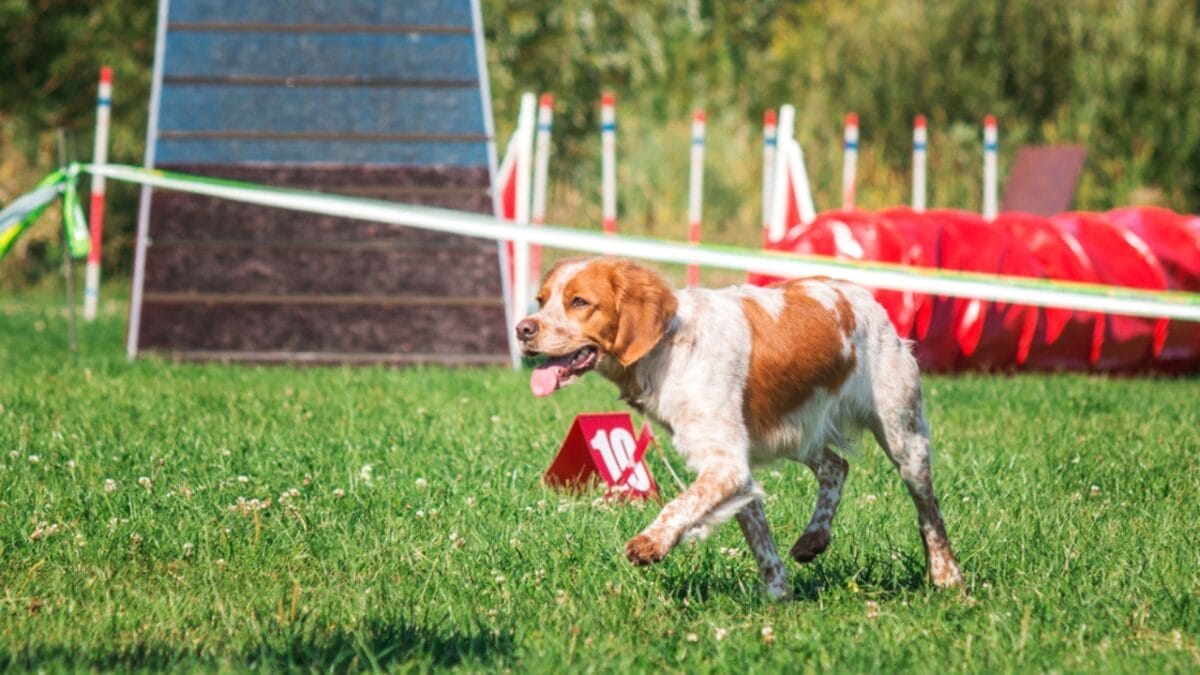 10 Ways to Train & Bond with Your Brittany Dog 5 10 Ways to Train & Bond with Your Brittany Dog - britanny dog in field ss303209765