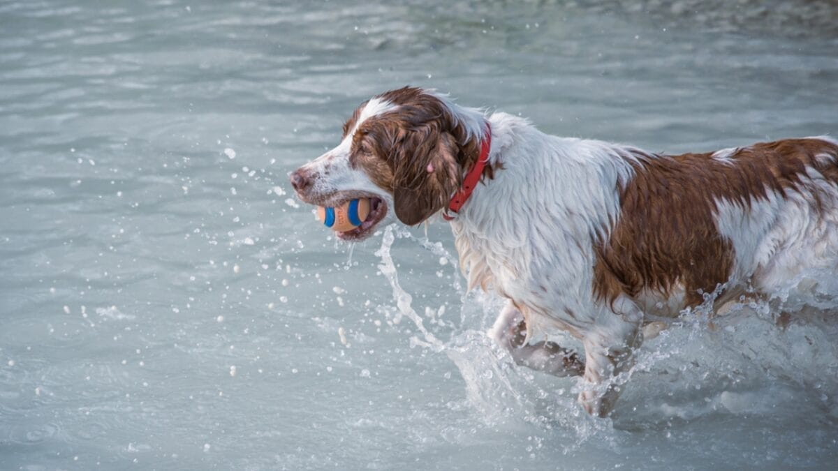 10 Ways to Train & Bond with Your Brittany Dog 8 10 Ways to Train & Bond with Your Brittany Dog - britanny dog playing ss2028229910