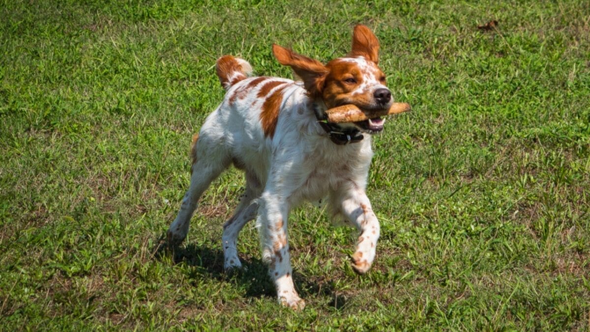 10 Ways to Train & Bond with Your Brittany Dog 11 10 Ways to Train & Bond with Your Brittany Dog - britanny dog train ss655993999