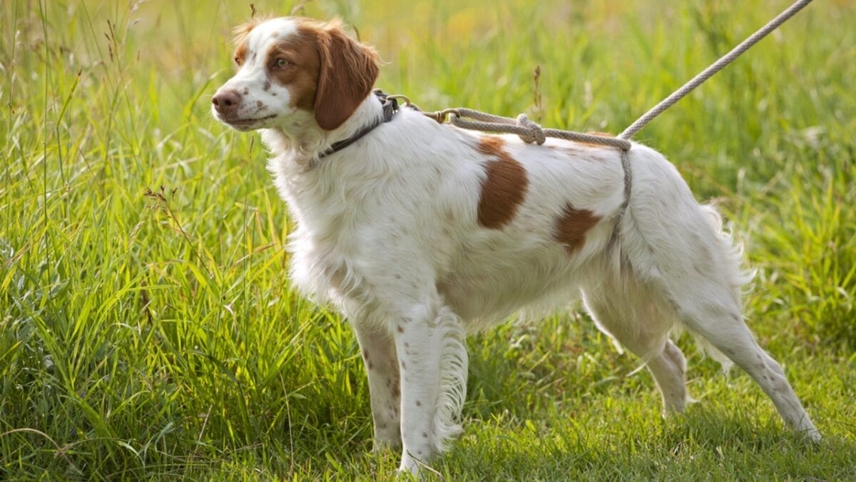 10 Ways to Train & Bond with Your Brittany Dog 7 10 Ways to Train & Bond with Your Brittany Dog - britanny dog walking ss58854778