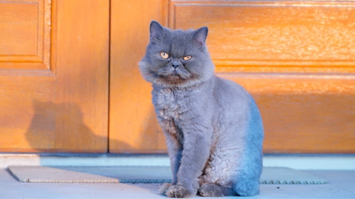 12 Black-Colored Cats Breaking Superstitions 6 12 Black-Colored Cats Breaking Superstitions - british short hair ss1654338058