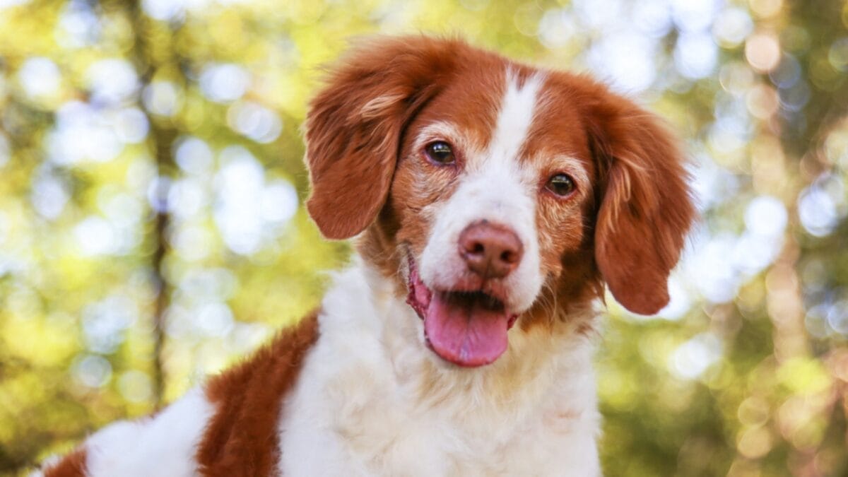 Dog Breeds: All Types from Small to Giant, Personalities & Characteristics 17 Dog Breeds: All Types from Small to Giant, Personalities & Characteristics - brittany spaniel smiling ss320825498