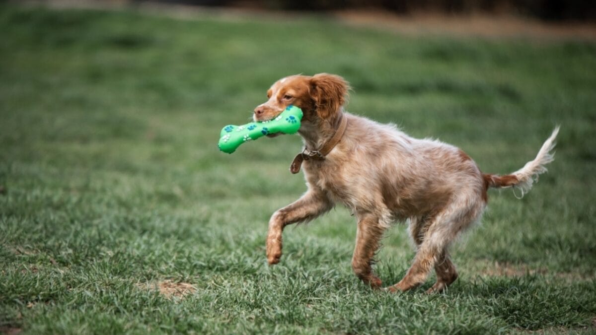 10 Ways to Train & Bond with Your Brittany Dog 4 10 Ways to Train & Bond with Your Brittany Dog - brittany dog obedience ss2347575911