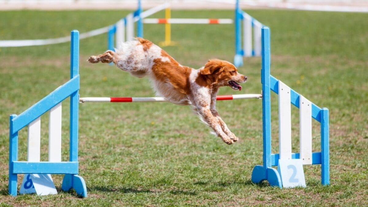 23 Dogs That Thrive on Love and Attention 15 23 Dogs That Thrive on Love and Attention - brittany dog training ss1124609225