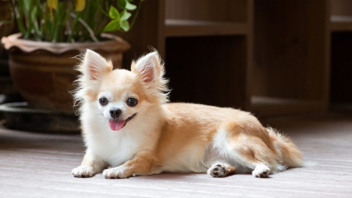 7 Different Types of Chihuahua Breeds Most People Don't Know About 9 7 Different Types of Chihuahua Breeds Most People Don't Know About - brown chihuahua sitting on floor ss1992857321