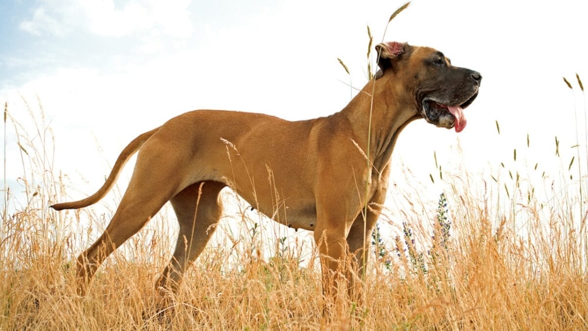 10 Things About Great Danes That Set Them Apart 4 10 Things About Great Danes That Set Them Apart - brown great dane dog standing dp422843220