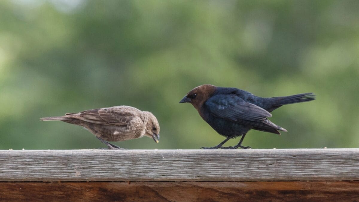 America's Most Despised Bird: 6 Reasons Why Brown-Headed Cowbirds Get No Love 4 America's Most Despised Bird: 6 Reasons Why Brown-Headed Cowbirds Get No Love - brown headed cowbird and other bird dp271986318