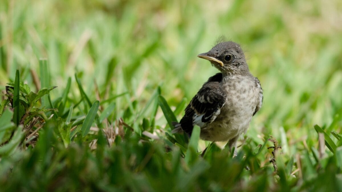 America's Most Despised Bird: 6 Reasons Why Brown-Headed Cowbirds Get No Love 7 America's Most Despised Bird: 6 Reasons Why Brown-Headed Cowbirds Get No Love - brown headed cowbird baby dp30922875
