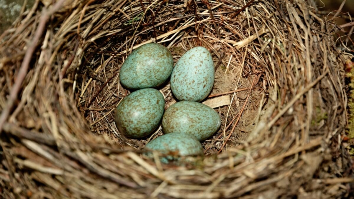 America's Most Despised Bird: 6 Reasons Why Brown-Headed Cowbirds Get No Love 5 America's Most Despised Bird: 6 Reasons Why Brown-Headed Cowbirds Get No Love - brown headed cowbird nest dp233406352