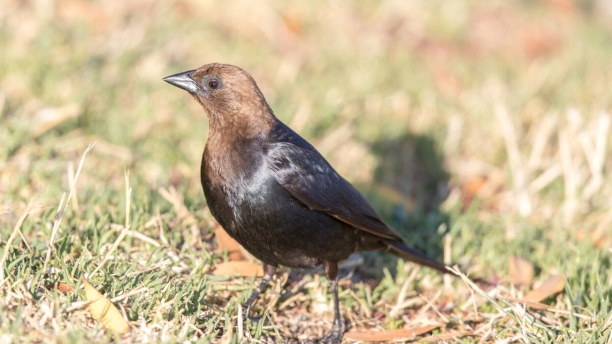 America's Most Despised Bird: 6 Reasons Why Brown-Headed Cowbirds Get No Love 6 America's Most Despised Bird: 6 Reasons Why Brown-Headed Cowbirds Get No Love - brown headed cowbird on ground dp157043766