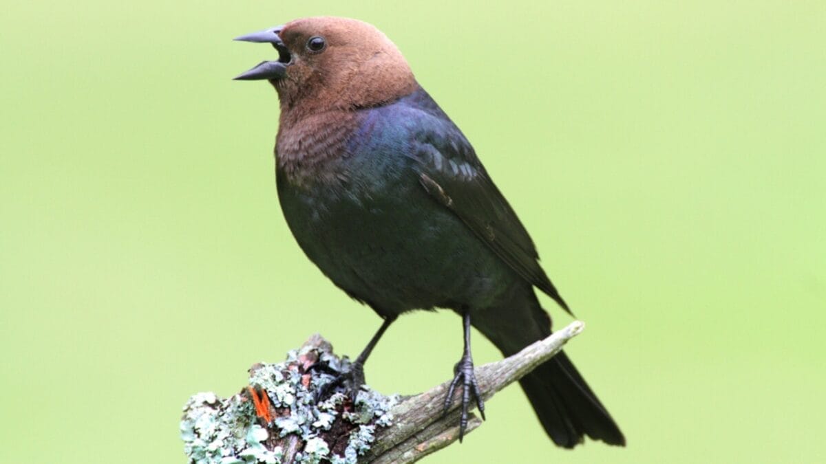 14 Birds Known for Causing Chaos in Your Yard 8 14 Birds Known for Causing Chaos in Your Yard - brown headed cowbird singing dp10972257