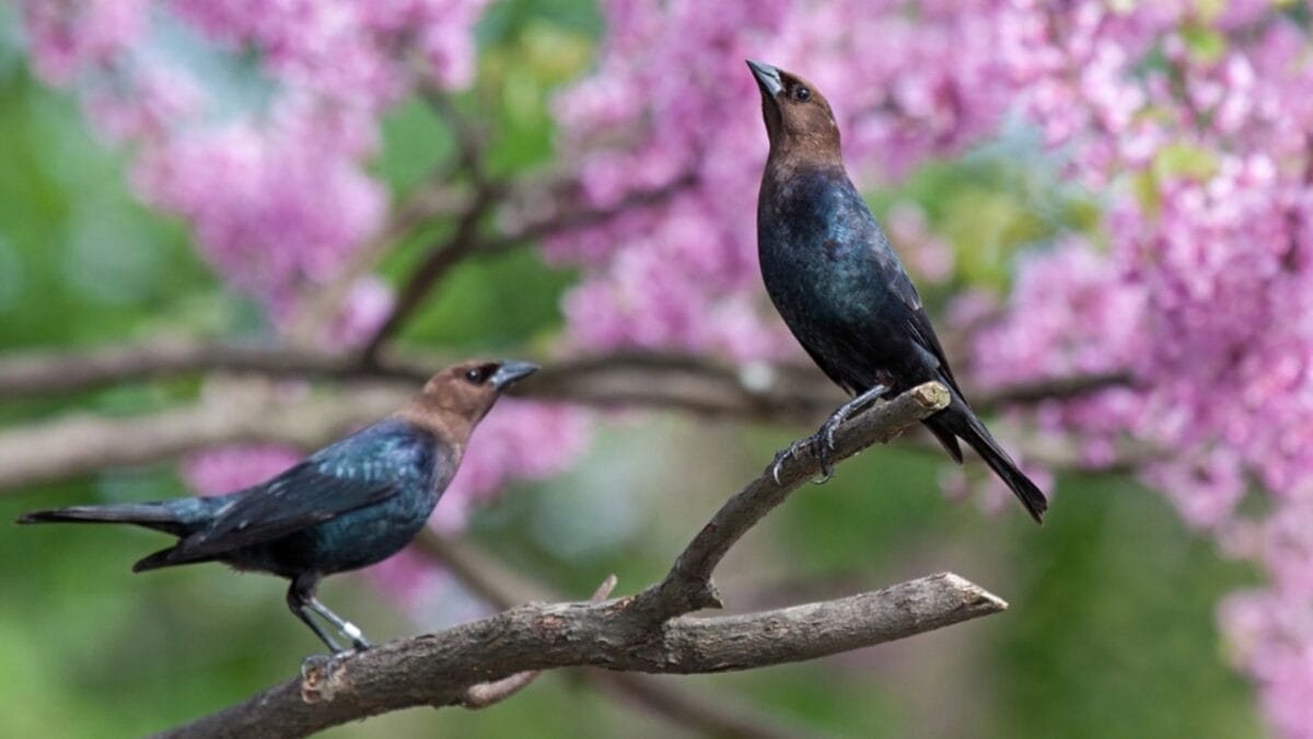 America's Most Despised Bird: 6 Reasons Why Brown-Headed Cowbirds Get No Love 9 America's Most Despised Bird: 6 Reasons Why Brown-Headed Cowbirds Get No Love - brown headed cowbird with flower dp40432739