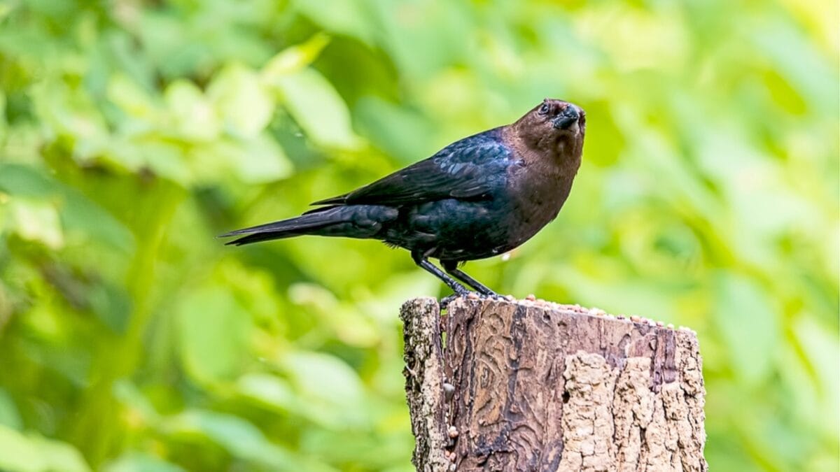 America's Most Despised Bird: 6 Reasons Why Brown-Headed Cowbirds Get No Love 3 America's Most Despised Bird: 6 Reasons Why Brown-Headed Cowbirds Get No Love - brown headed crowbird in tree dp273528048