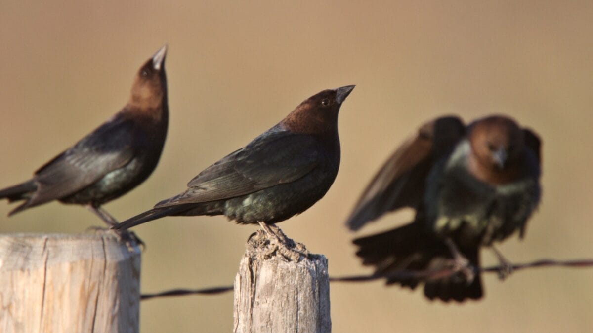 80% of Bird Species Struggle Under Intense Human Impact 4 80% of Bird Species Struggle Under Intense Human Impact - brown headed crowbirds dp4922804