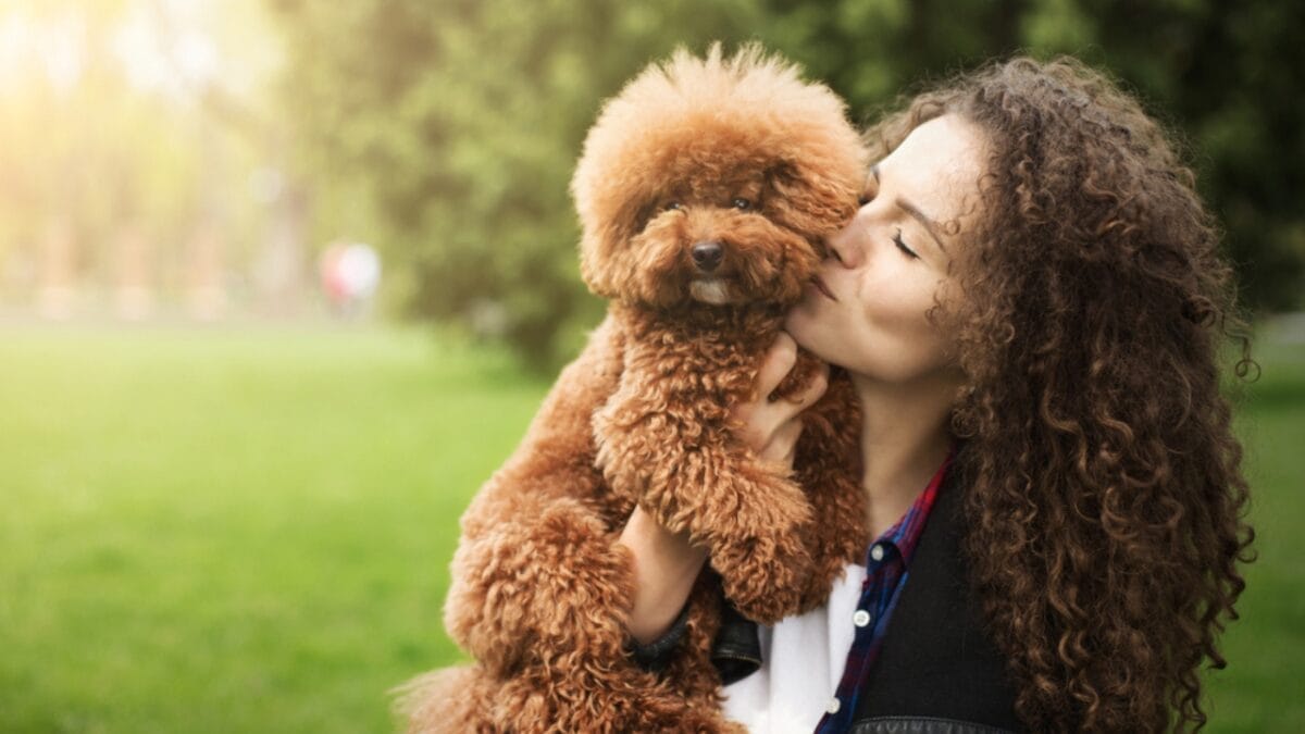 Dog Breeds: All Types from Small to Giant, Personalities & Characteristics 65 Dog Breeds: All Types from Small to Giant, Personalities & Characteristics - brown poodle ss1110894104