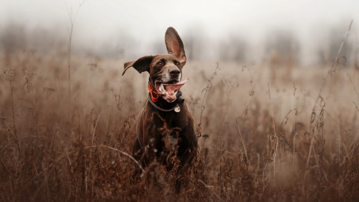 10 Common Misconceptions about German Shorthaired Pointers - brown shorthair pointer dog tongue dp372275068