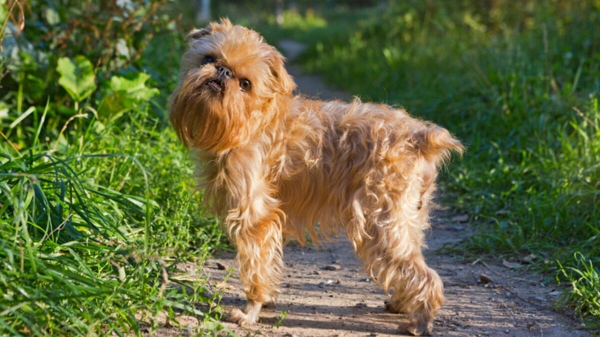 10 Little-Known Facts About Brussels Griffon Dogs 6 10 Little-Known Facts About Brussels Griffon Dogs - brussel griffon brainy ss306633767