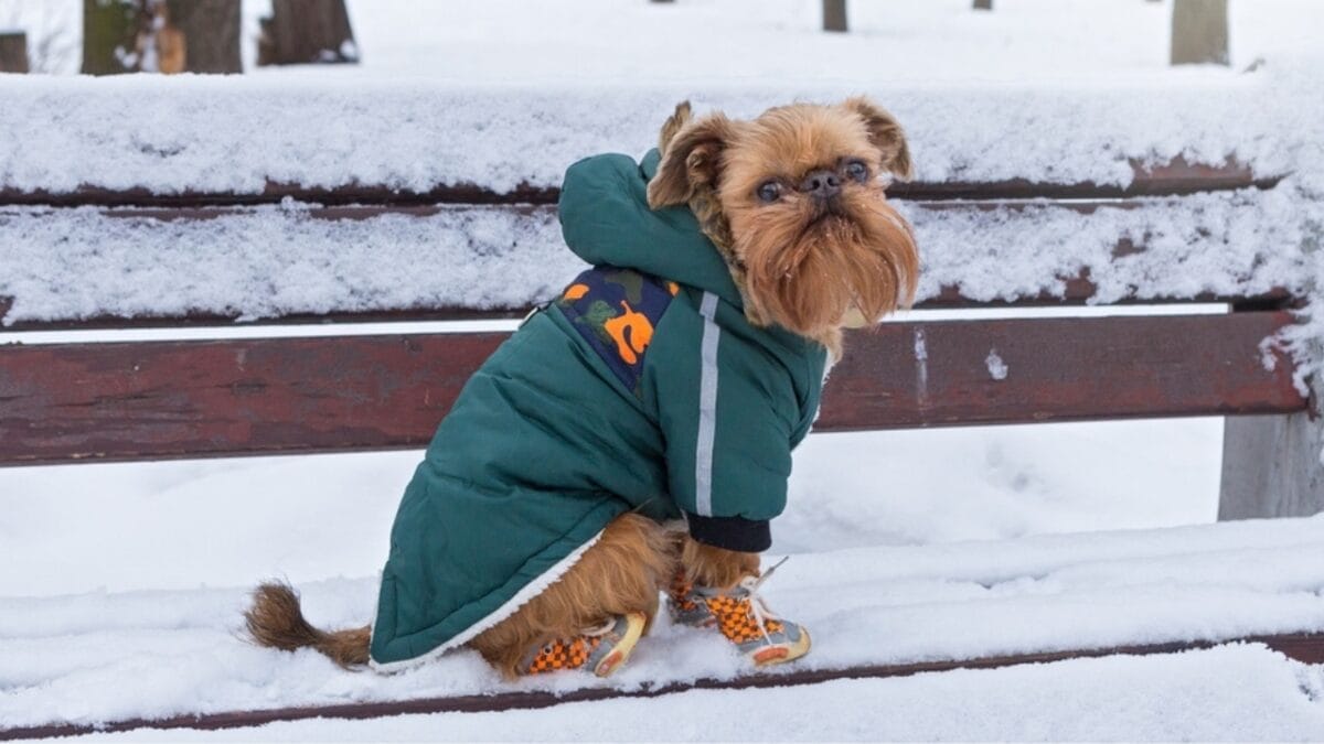 10 Little-Known Facts About Brussels Griffon Dogs 3 10 Little-Known Facts About Brussels Griffon Dogs - brussel griffon celebrity ss2259136459