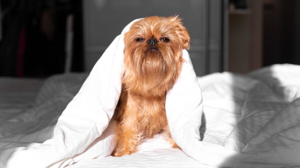 10 Little-Known Facts About Brussels Griffon Dogs 5 10 Little-Known Facts About Brussels Griffon Dogs - brussel griffon charm ss2242260577