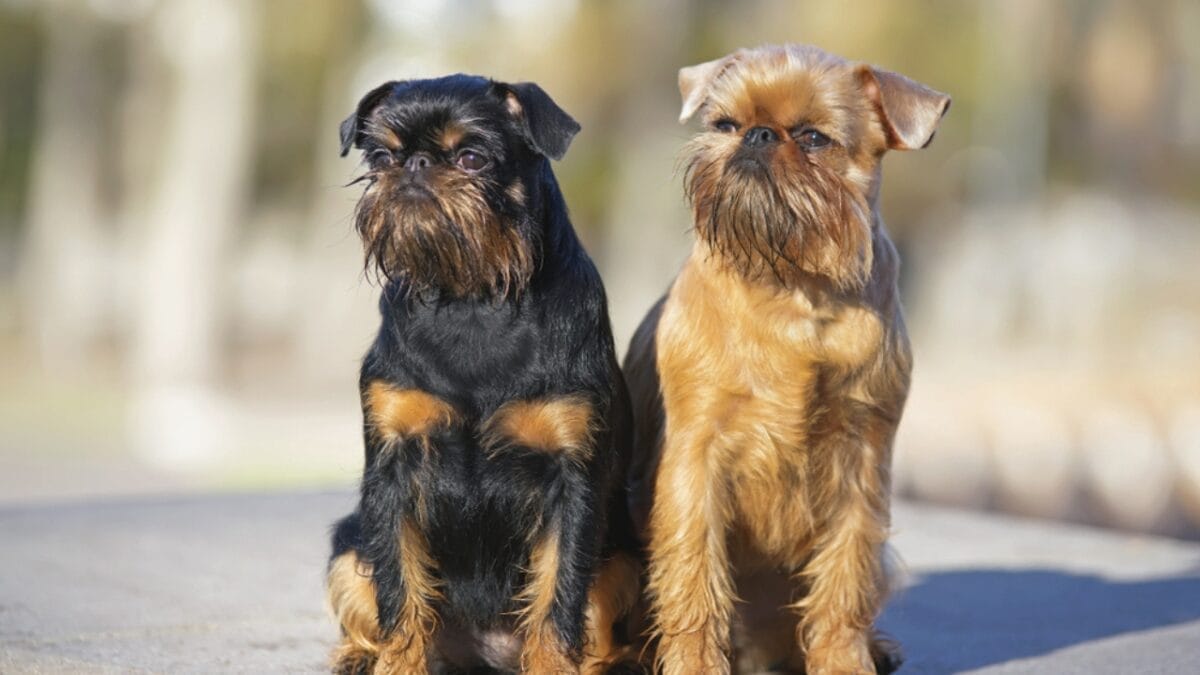 10 Little-Known Facts About Brussels Griffon Dogs 4 10 Little-Known Facts About Brussels Griffon Dogs - brussel griffon coat ss1261499221