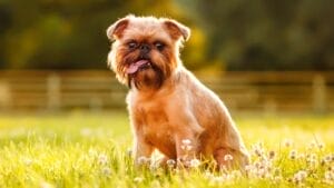 10 Little-Known Facts About Brussels Griffon Dogs 1 10 Little-Known Facts About Brussels Griffon Dogs - brussel griffon dog ss155924093