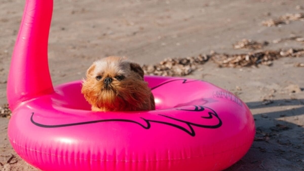 10 Little-Known Facts About Brussels Griffon Dogs 8 10 Little-Known Facts About Brussels Griffon Dogs - brussel griffon entertainer ss2385326509