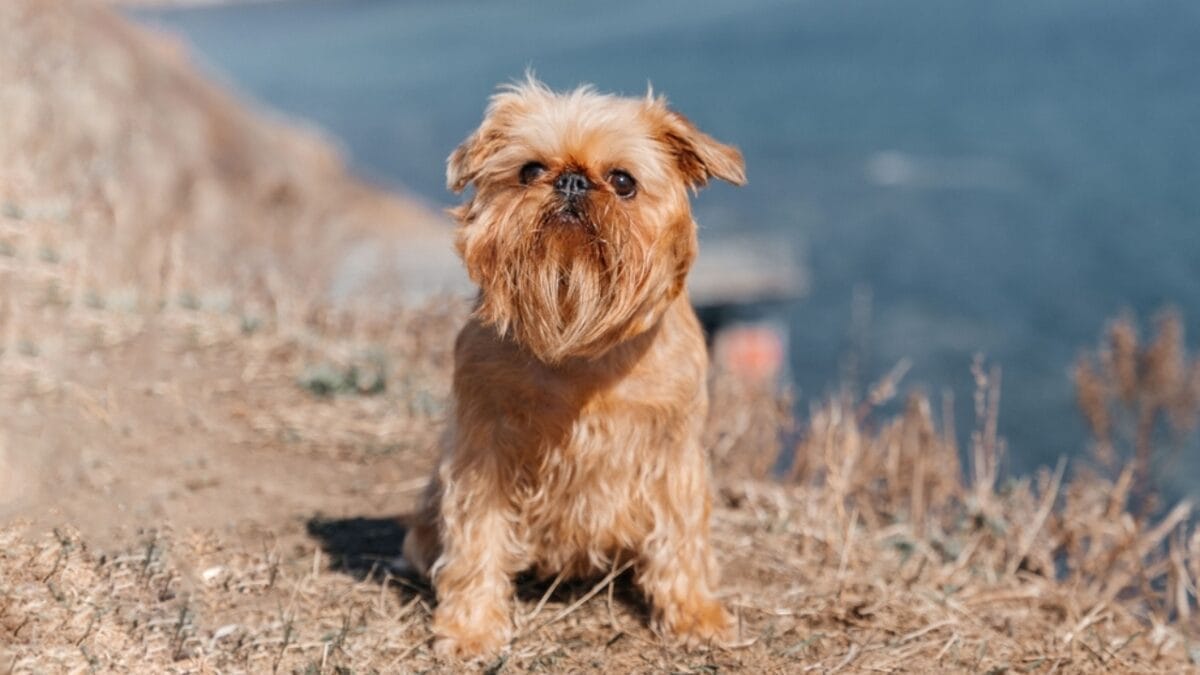 10 Little-Known Facts About Brussels Griffon Dogs 11 10 Little-Known Facts About Brussels Griffon Dogs - brussel griffon lifespan ss2289948475