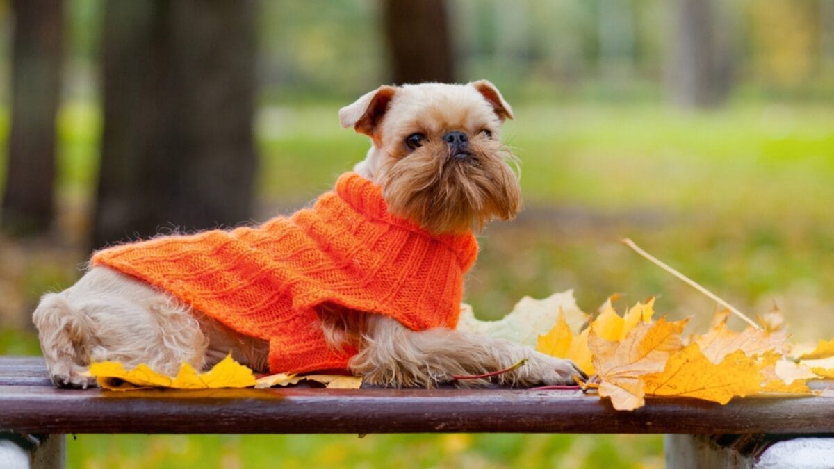 10 Little-Known Facts About Brussels Griffon Dogs 9 10 Little-Known Facts About Brussels Griffon Dogs - brussel griffon royalty ss114092167