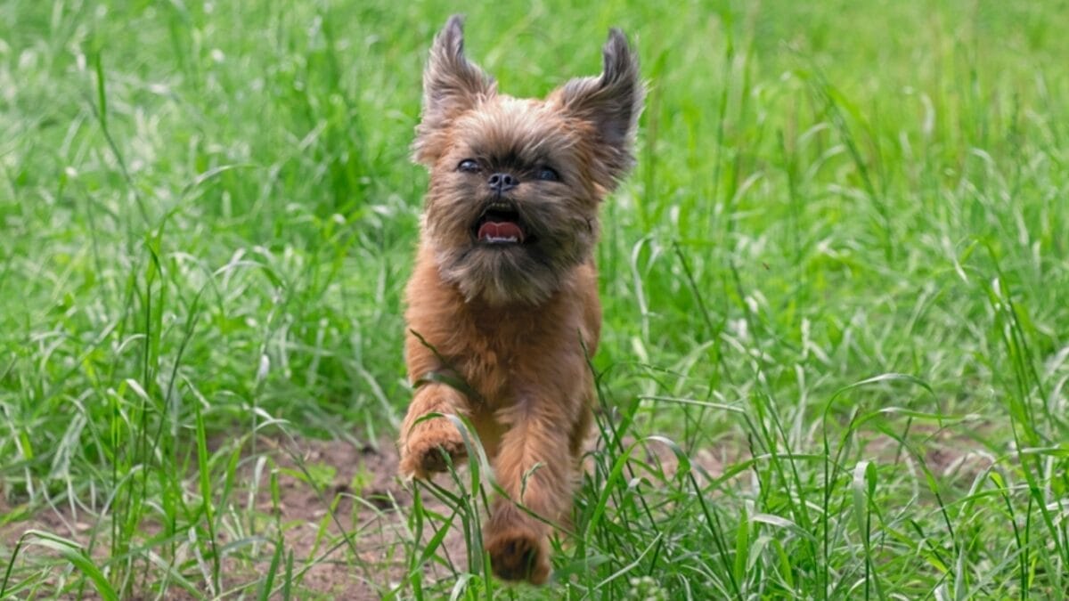 10 Little-Known Facts About Brussels Griffon Dogs 10 10 Little-Known Facts About Brussels Griffon Dogs - brussel griffon running ss2202852659