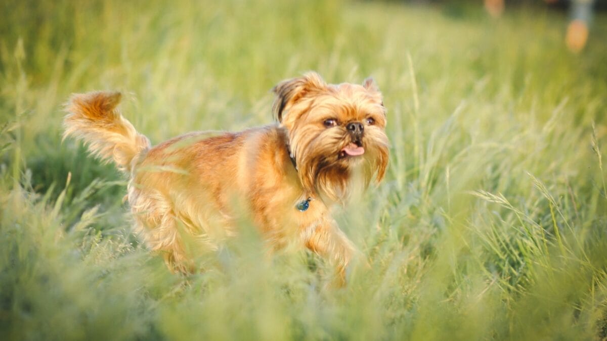 10 Little-Known Facts About Brussels Griffon Dogs - brussels griffon dog running dp659471960