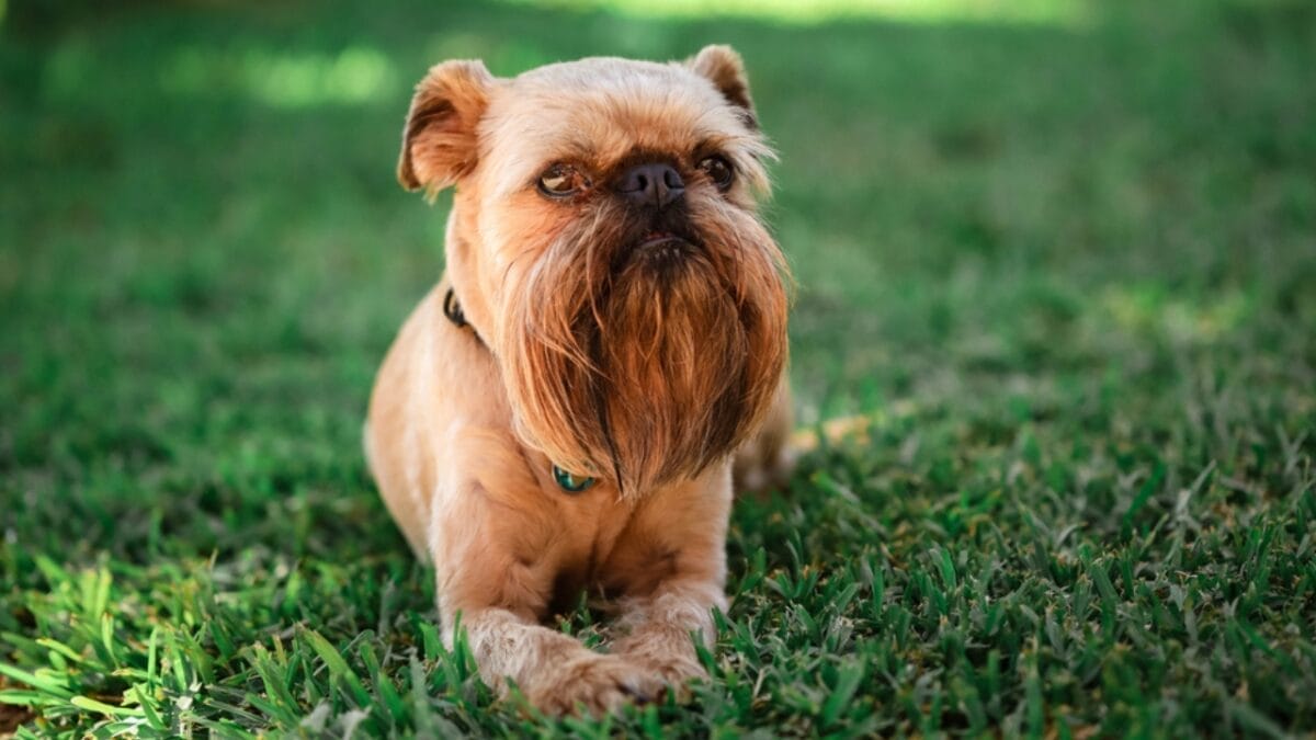 Love Yorkies? Meet 13 Breeds With Similar Charm & Smarts - brussels griffon dog ss1911776755