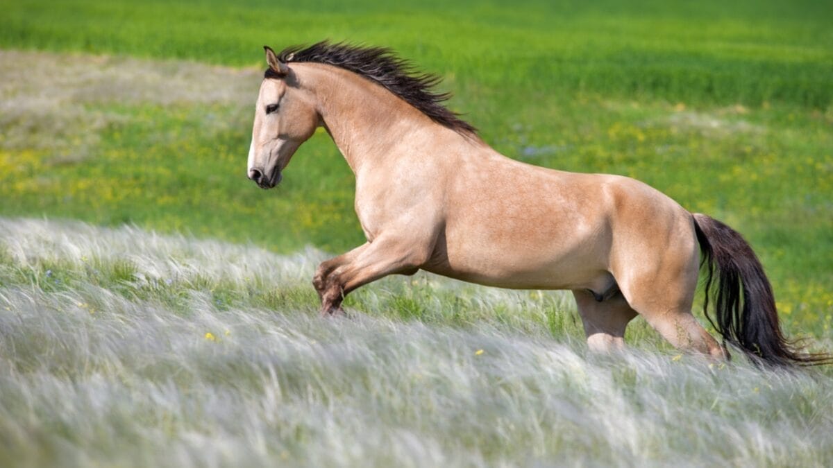A Closer Look at Horse Colors: From Uncommon Shades to Everyday Favorites 13 A Closer Look at Horse Colors: From Uncommon Shades to Everyday Favorites - buckskin horse running dp476856330