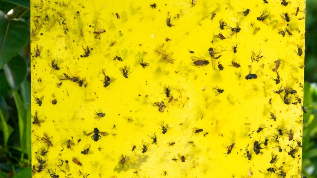 10 Effective Ways to Get Rid of Stink Bugs 5 10 Effective Ways to Get Rid of Stink Bugs - bug traps dp420993170