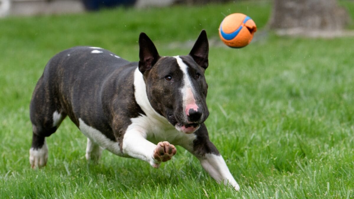 15 Dog Breeds That Could Be Mistaken for Pit Bulls 8 15 Dog Breeds That Could Be Mistaken for Pit Bulls - bull terrier chasing ss1497529532