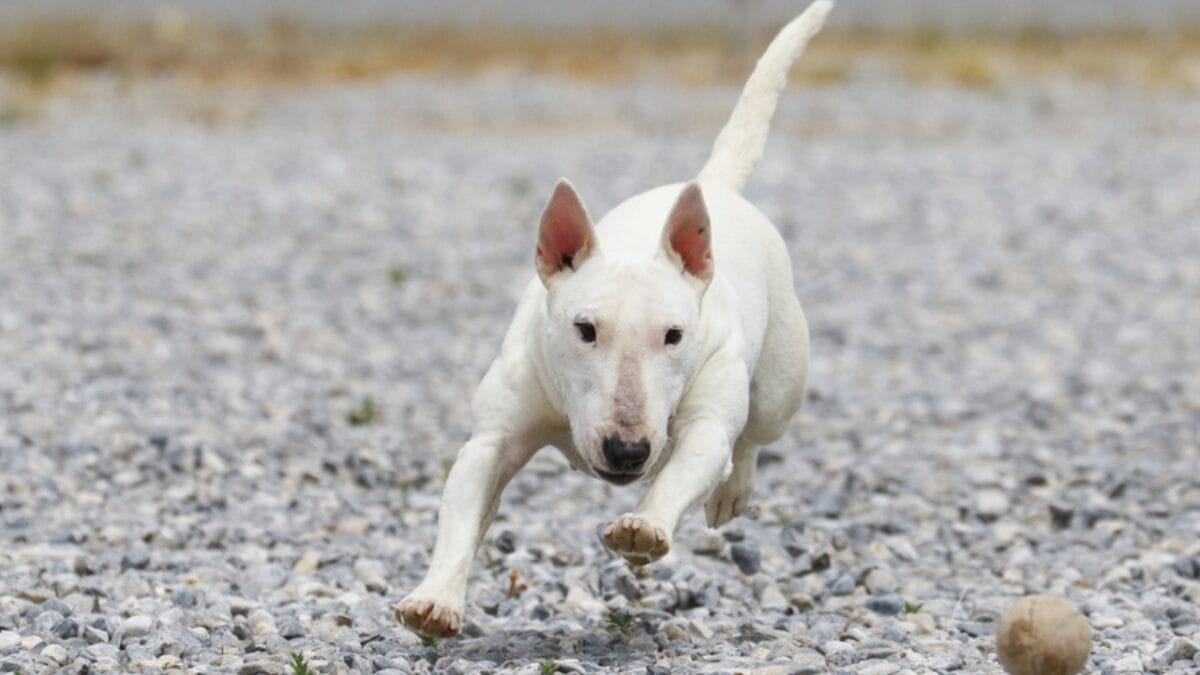 10 Things About Bull Terriers Most People Don't Know 10 10 Things About Bull Terriers Most People Don't Know - bull terrier clown ss417757255