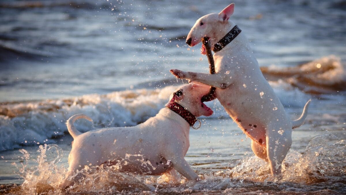 10 Things About Bull Terriers Most People Don't Know 4 10 Things About Bull Terriers Most People Don't Know - bull terrier fighting dogs ss81192061