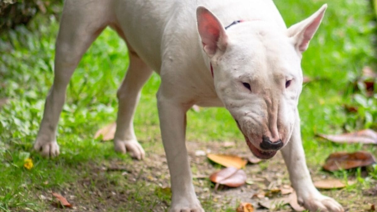 10 Things About Bull Terriers Most People Don't Know 9 10 Things About Bull Terriers Most People Don't Know - bull terrier grin ss2406785741