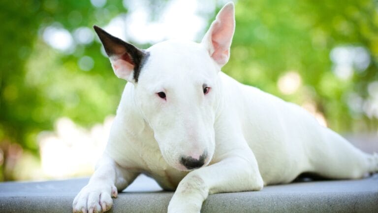 Why the Bull Terrier is Your Best Choice for Protection 6 Why the Bull Terrier is Your Best Choice for Protection - bull terrier independent ss107130842