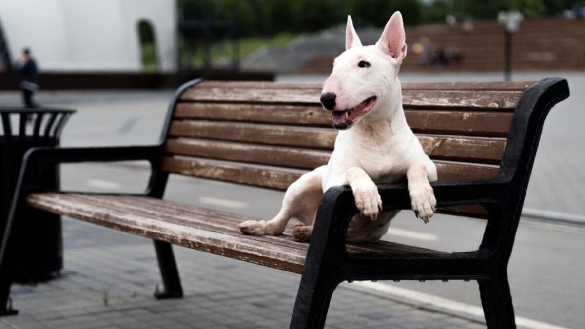 10 Things About Bull Terriers Most People Don't Know 8 10 Things About Bull Terriers Most People Don't Know - bull terrier sitting ss1768925975