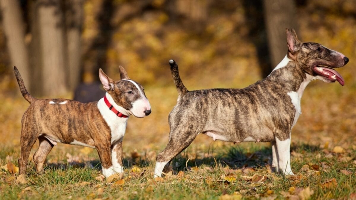 10 Things About Bull Terriers Most People Don't Know 6 10 Things About Bull Terriers Most People Don't Know - bull terrier size ss2181390915