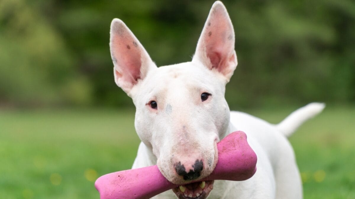 10 Things About Bull Terriers Most People Don't Know 5 10 Things About Bull Terriers Most People Don't Know - bull terrier ss1727625571