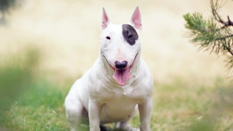 10 Things About Bull Terriers Most People Don't Know 6 10 Things About Bull Terriers Most People Don't Know - bull terrier ss2342583893
