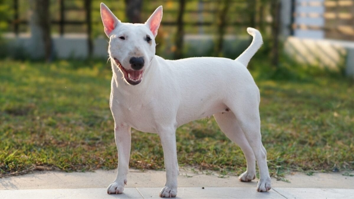 10 Things About Bull Terriers Most People Don't Know 3 10 Things About Bull Terriers Most People Don't Know - bull terrier white ss2267211685