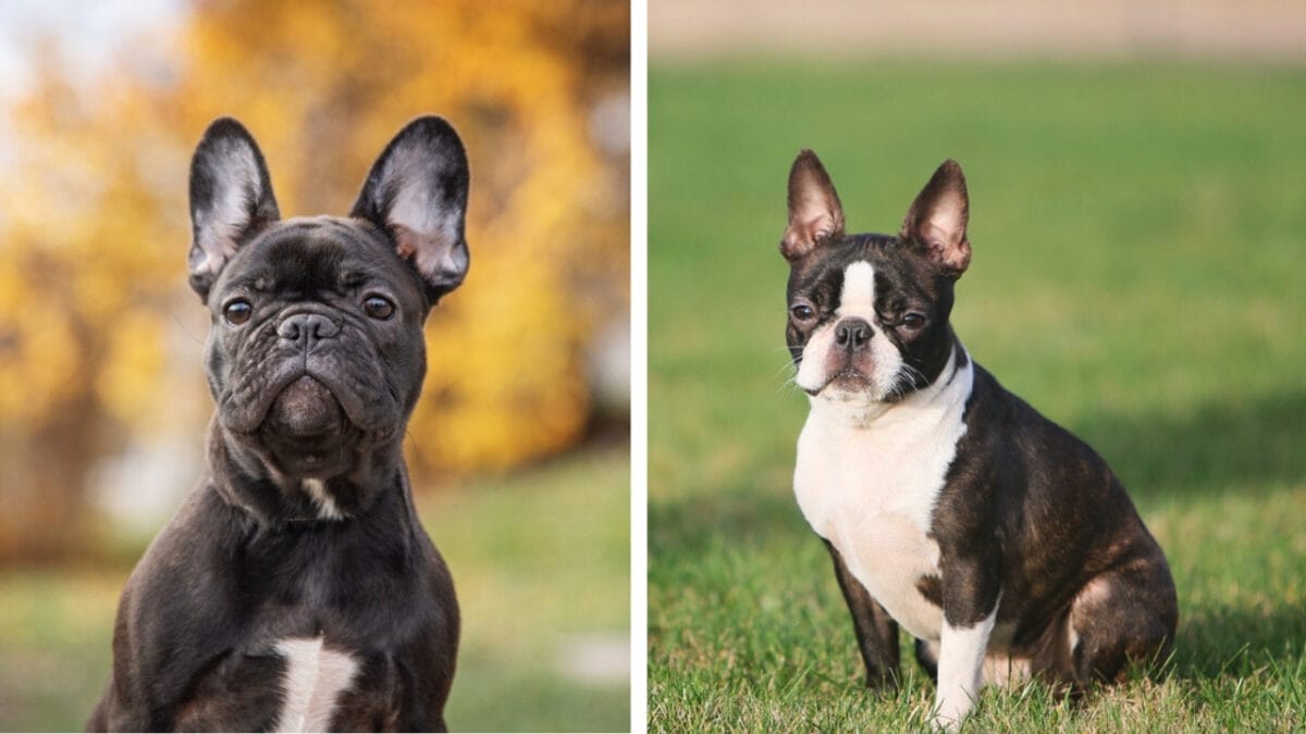 10 Pairs of Dog Breeds That Almost Look Identical - bulldog and boston ss21922973211708228888